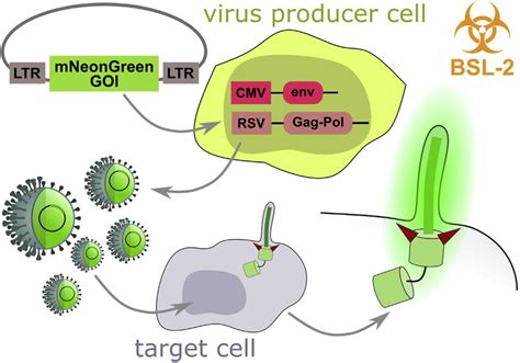 Schematic Of The Generation Of Stable Cell Lines Using Viral