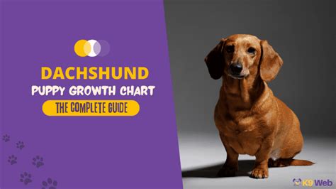 Dachshund Growth and Weight Chart (Standard & Mini) – The Complete ...