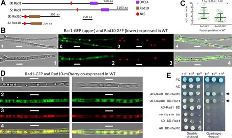 Domain Architecture Subcellular Localization And Interaction Of Rad1 Download Scientific