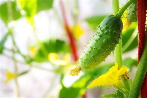 How Much Sun Do Burpless Cucumbers Need