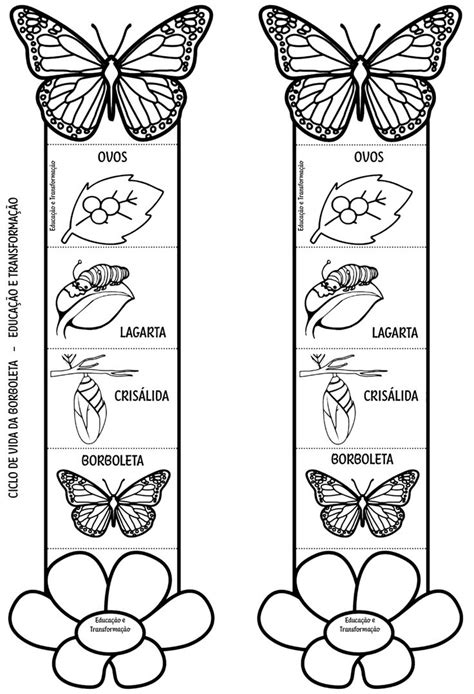 Blog Educa O E Transforma O Ciclo De Vida Do Sapo Fr Hling Im