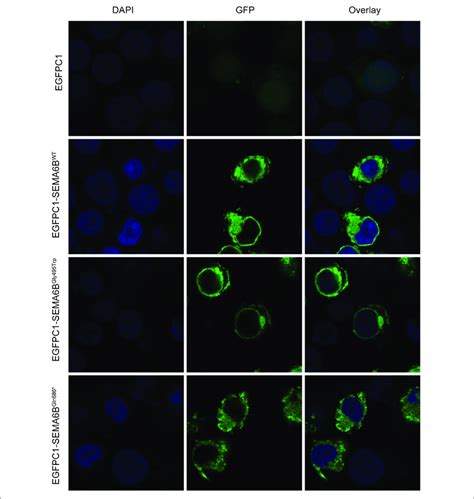 Protein Localization Of Wild Type And Mutant Sema6b In Plasma