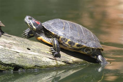 Alderney Terrapin Rescue A Forever Home For Your Pet Terrapin