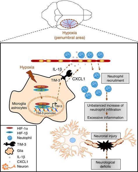 Schematic Diagram Depicting Possible Tim Associated Events In The