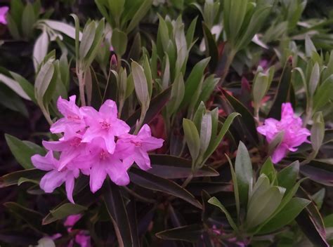 diagnosis - Shrub identification (Rhododendron ferrugineum L.?) and