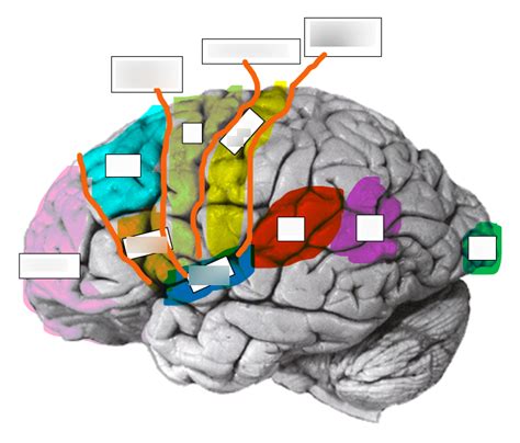 Important Brodmann Areas Diagram Quizlet