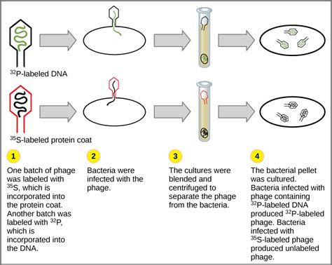 Dna Base Pairs And Replication Biology For Majors I