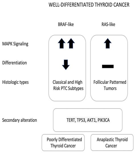 Cancers Free Full Text Molecular Testing For Thyroid Nodules The