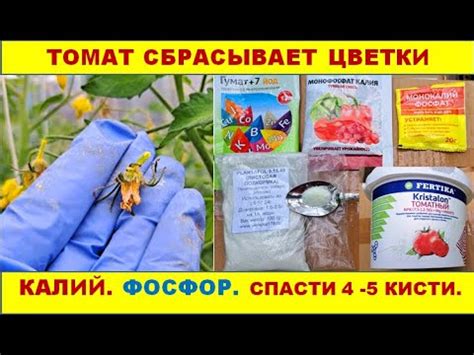 КАЛИЙ ФОСФОР. Как спасти 4-5 кисти. Подкормка №4 для томатов - YouTube