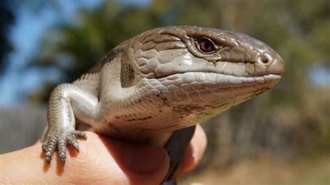 7 Best Pet Lizards for Beginners