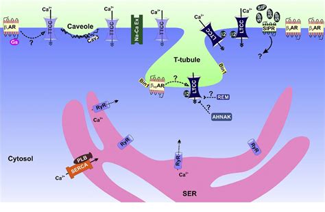 Figure 2 From Cardiac Voltage Gated Calcium Channels And Their