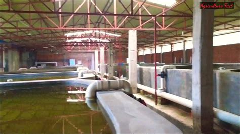 Ras Recirculated Aquaculture System In Bdras Is A New Technology For