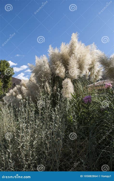 Selloana Del Cortaderia Conocido Nmente Como Hierba De Pampa Foto