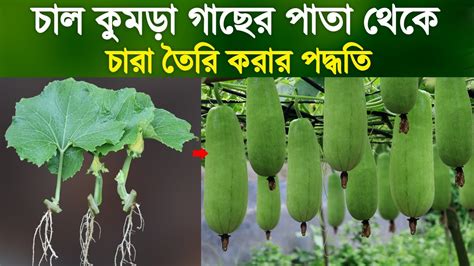 চাল কুমড়া গাছের পাতা থেকে চারা তৈরি করার পদ্ধতি চাল কুমড়া চাষ