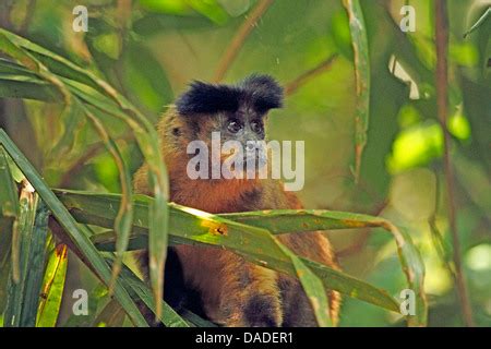 Capuchins Ring Tailed Monkeys Cebus Spec Sitting And Sticking Out