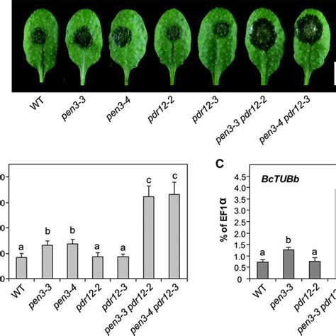 Pdf The Arabidopsis Pleiotropic Drug Resistance Transporters Pen And