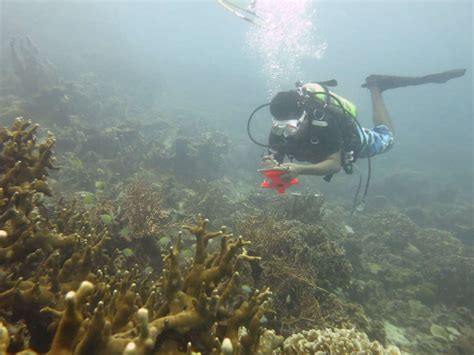 Kolaborasi Aksi Transplantasi Terumbu Karang Di Pulau Bontosua Pangkep