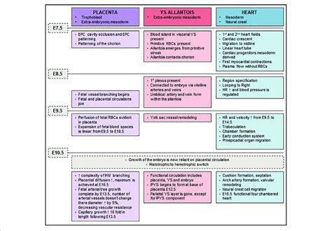 Timeline Of Placental Yolk Sac Ys And Cardiac Developmental