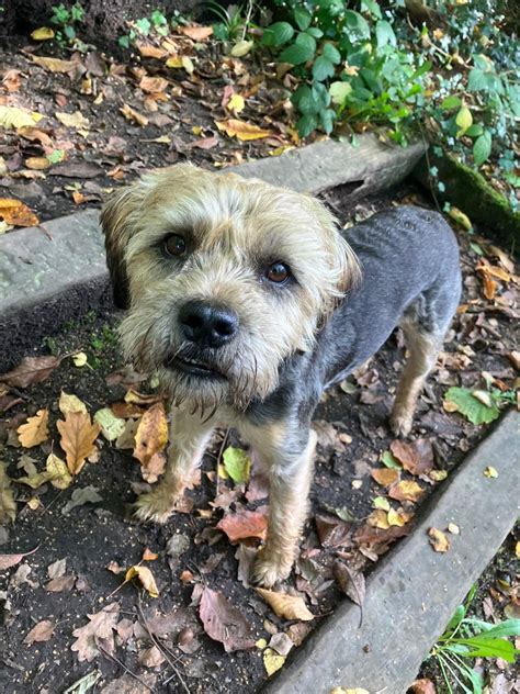 15 UK Dog Rescues and Charities to Consider Adopting a Dog From - Green