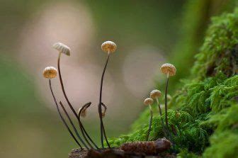 Marasmius Rotula The Ultimate Mushroom Guide Cuidado De Plantas Plantas