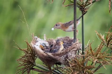 How big is the American Robin nest? - Birdful