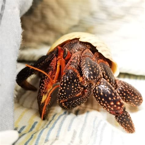 Black Strawberry Hermit Crab Coenobita Perlatus For Sale My Home