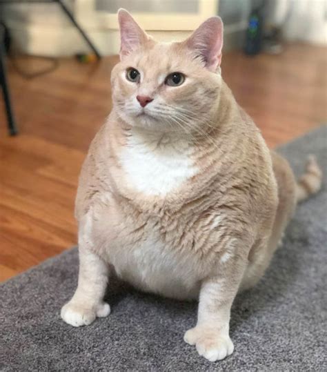 Fat cat! Morbidly obese feline sheds 33lbs after flab-busting diet ...