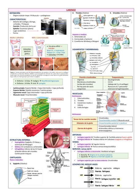 Anatomía De La Laringe Ana Lisvett Bustamante Tarrillo Udocz