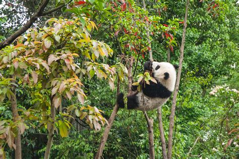 Tour China Panda S In Yaan National Park 333travel