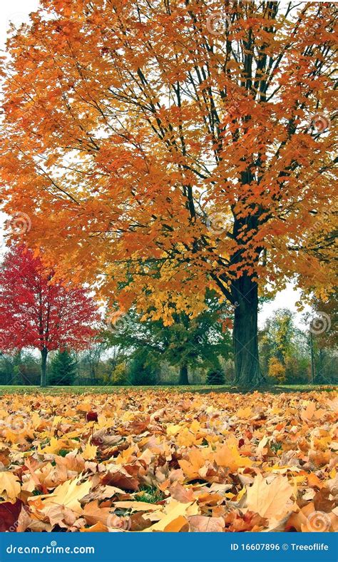 Autumn trees and leaves stock photo. Image of september - 16607896