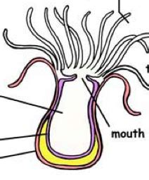 Cnidaria Polyp Stage Diagram | Quizlet