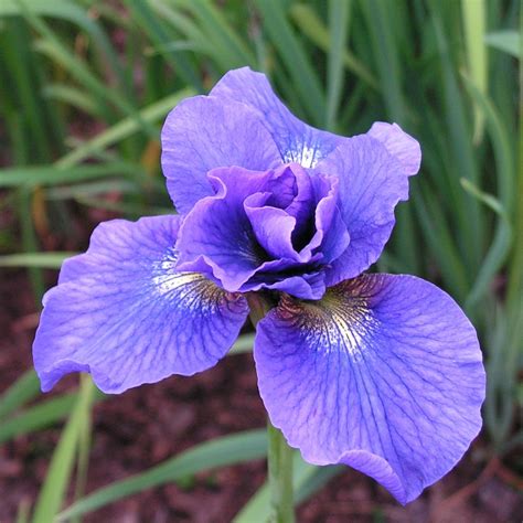 Iris Sibirica Rambunctions Arborator Us Ugi Ogrodnicze Pawe