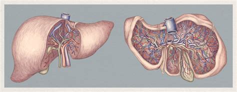 bodies   wellcome collection