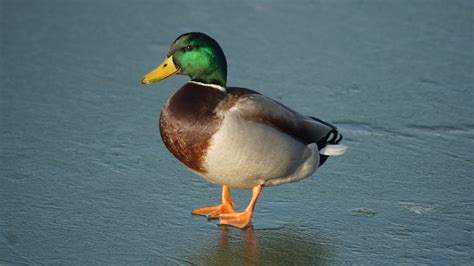 Mallard Desktop Wallpapers Phone Wallpaper Pfp S And More