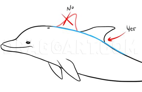 How To Draw Dolphins Step By Step Drawing Guide By Dawn Dragoart