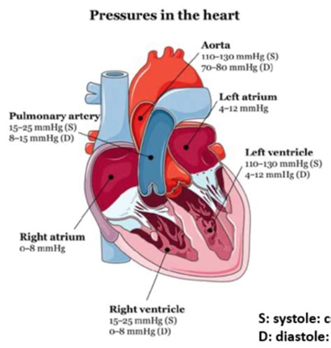 Functional Anatomy Of Cardiovascular System Flashcards Quizlet