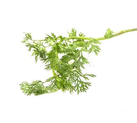 Bunch Of Fresh Coriander Leaves Isolated On White Background Stock