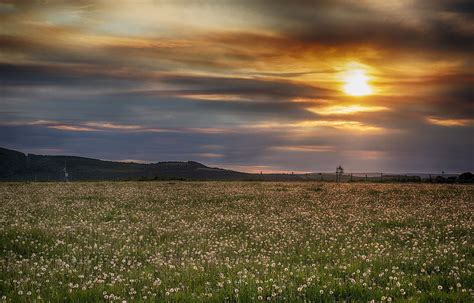 Nature Fields Taraxacum Sunrise And Sunset 3000 X 1920 Hd Wallpaper