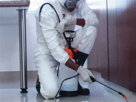 Best Pest Control Services Dubai Home And Commercial Protection