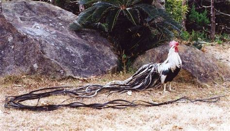 Onagadori Chicken Chicken Breeds Chickens Fancy Chickens