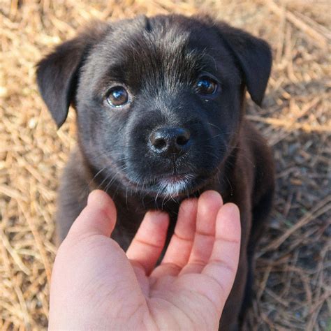 Jetzt Ihren Traum Hund Bei Uns Kaufen