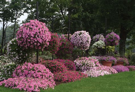 Petunia Supertunia “VISTA BUBBLEGUM” – Silja