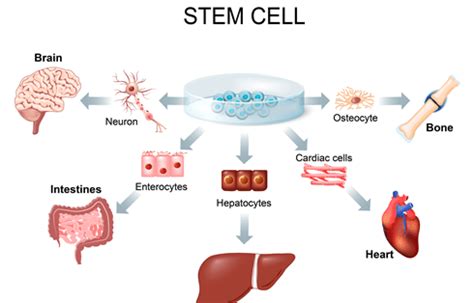 Cell differentiation - Definition and Examples - Biology Online Dictionary