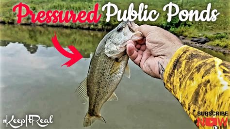 Bass Fishing Highly Pressured Public Ponds Beckleywv Youtube