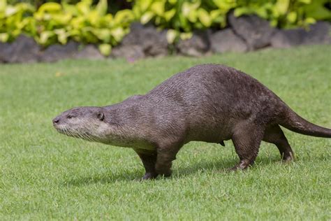 Tipos de lontras Características e habitats FOTOS