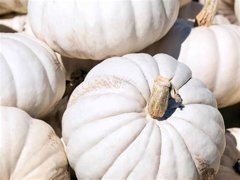 30+ white pumpkins 🎃 ⚪ BEST varieties for ghostly fall decor