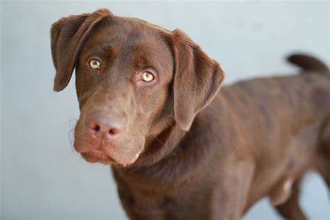 Cute Dogs: Brown Labrador Retriever