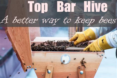 TOP BAR HIVE A Better Way To Keep Bees Beekeeping 101