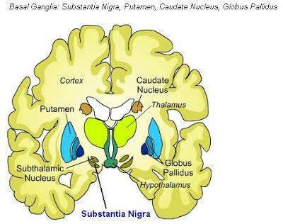 Science Natural Phenomena Medicine Substantia Nigra Brain Anatomy