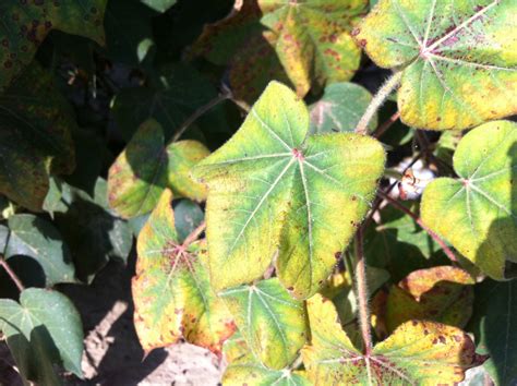 Potassium Deficiency In Cotton Mississippi Crop Situation